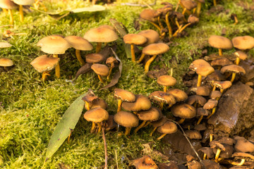 wild mushrooms and moss on a tree bark