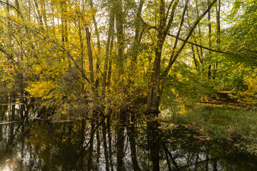 autumns forest on a swamp and river
