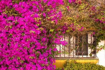 Window. Beautiful pink flowers and window. Puerto Banus, Marbella, Andalusia, Spain.