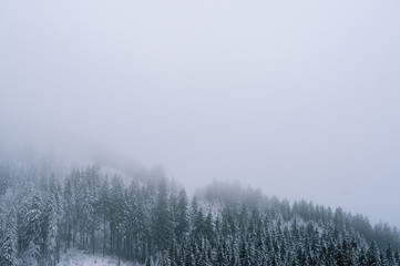 Fototapeta na wymiar Winter im Allgäu; Schneebedeckter Wald