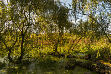 autumns forest on a swamp and river