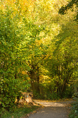autumn forest and meadow on a sunny day
