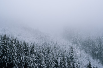 Winter im Allgäu; Schneebedeckter Wald
