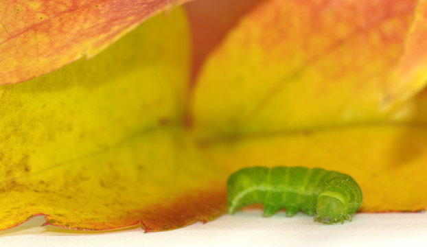 Raupe