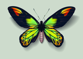 Realistic picture butterfly Ornithoptera victoriae on green background casting off a shadow