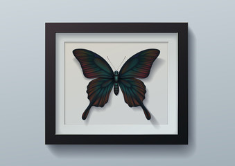 Realistic picture butterfly Papilio memnon in black frame on light background