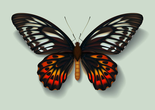 Realistic picture butterfly Ornithoptera priamus on green background casting off a shadow