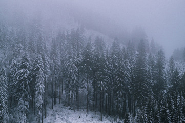 Winter im Allgäu; Schneebedeckter Wald