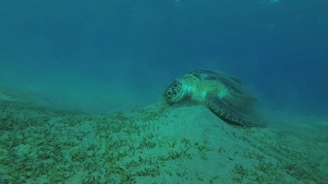 Melanism - Big male Black Sea Turtle (Chelonia mydas) with Golden Trevally (Gnathanodon speciosus) eats the sea grass on a sandy bottom, Red sea, Marsa Alam, Abu Dabab, Egypt
