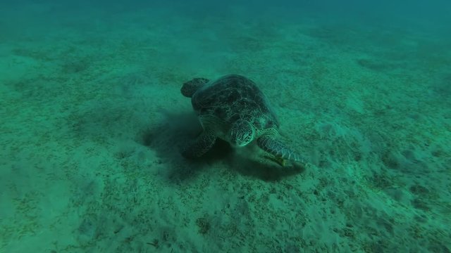 Melanism - Big male Black Sea Turtle (Chelonia mydas) eats the sea grass on a sandy bottom, Red sea, Marsa Alam, Abu Dabab, Egypt
