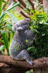 Koala Bear. koala on eucalyptus tree