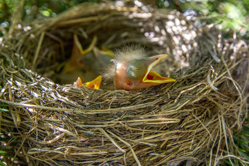 Baby birds in nest with mouths open. Turdus pilaris. The nest of the catbird in nature. A green filter.