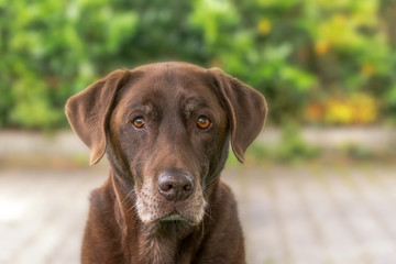 Portrait of a dog, a labrador. A very nice dog