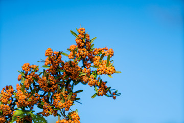 Orange Berries. Pyracantha
