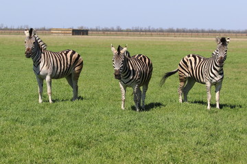 Fototapeta na wymiar Three Zebras standing in the grass in the spring steppe covered by grass and flowers in the nature reserve Askania-Nova. Ukraine. 2017.