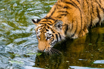 Naklejka na ściany i meble tiger walking in river water. Tiger wildlife scene