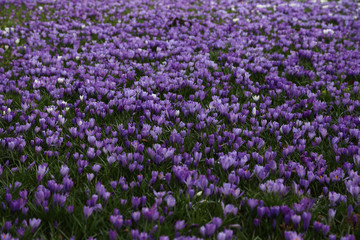 Fototapeta premium krokuse auf einer wiese im frühling