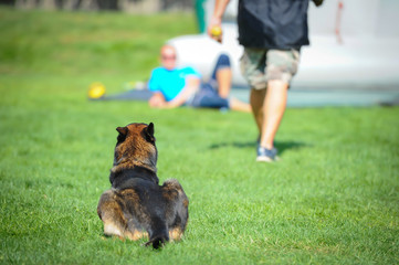 police dog in nature at action