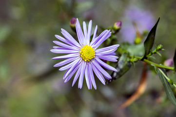 Symphyotrichum novae-angliae Michaelmas daisy in bloom, autumn ornamental herbaceous perennial plant
