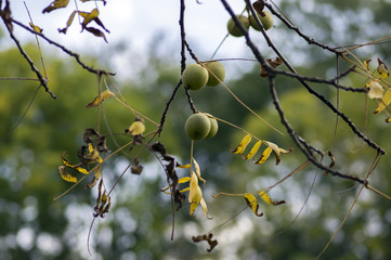 Juglans nigra green unripened nuts on bare branches, against blue sky