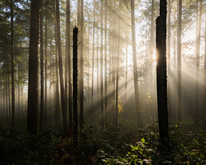 forest morning sunbeams