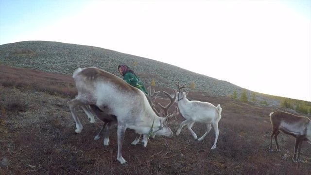 reindeer in a nature of Northern Mongolia