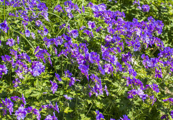 Obraz premium Violet tiny flowers