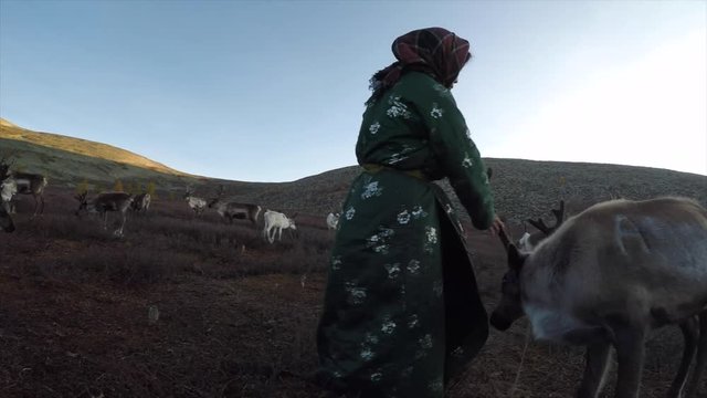 reindeer in a nature of Northern Mongolia