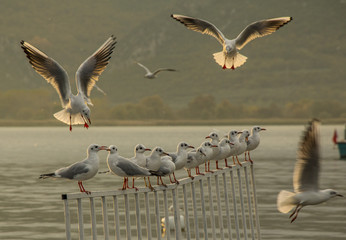 Gulls dancing with sunshine