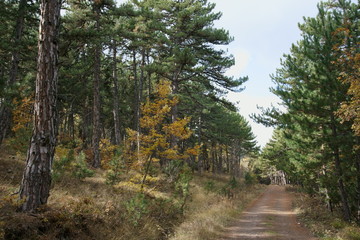 Fototapeta na wymiar Empty forest road in autumn season