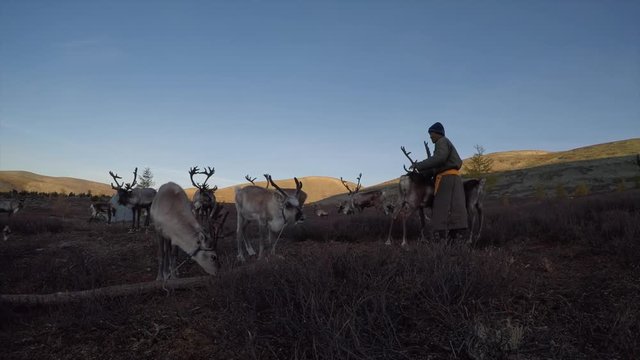tsaatan man with his reindeer in a nature of Northern Mongolia