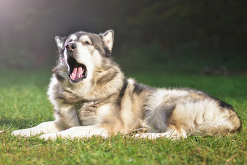 Dog Alaskan Malamute on a sunny day lies on the green grass and yawns.