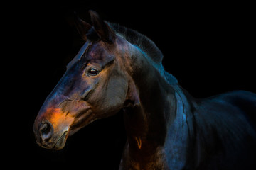 Obraz premium portraits of horses on a black background without ammunition