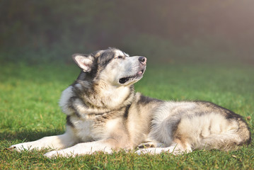Dog Alaskan Malamute lies on the green grass and basks on the sun.