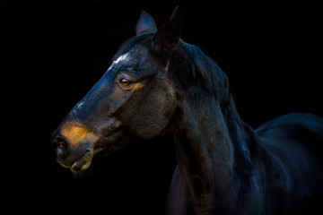 Fototapeta na wymiar portraits of horses on a black background without ammunition