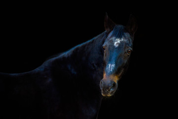 portraits of horses on a black background without ammunition