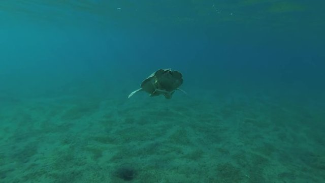Green Sea Turtle (Chelonia mydas) with three Remora fish (Echeneis naucrates) breathes on the surface of water and dives to the sandy bottom covered with green sea grass, Red sea, 
 Egypt
