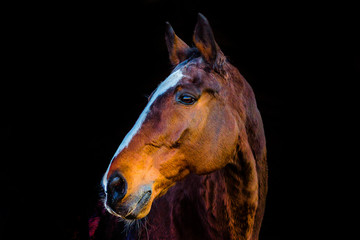 Fototapeta na wymiar portraits of horses on a black background without ammunition