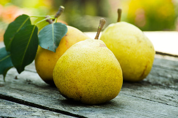 Pears growing on a branch with green leaves in the garden outdoors