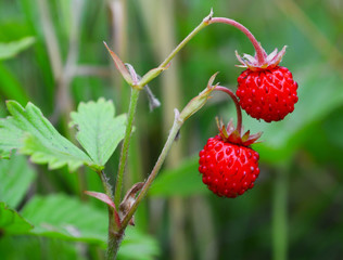 Sweet delicious berries for dessert