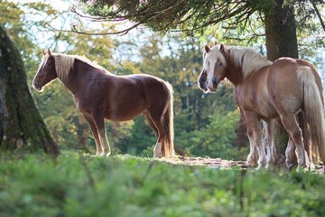 pferd