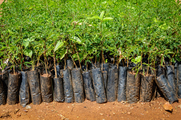 Tree planting Uganda, close up of many small seedlings growing in African soil with plastic...