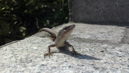 Small lizard 