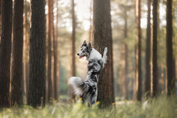 Dog border collie on a walk in the woods