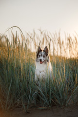 Dog border collie in a field