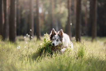 Fototapeta premium Dog border collie on a walk in the woods