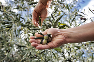 Hands adult woman engaged to pick olives.