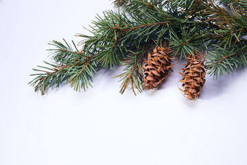 Christmas tree branches on the white background