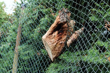 Zaun ist in den Baumstumpf gewachsen