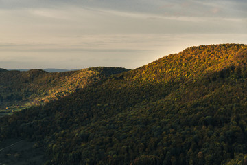 Herbstwald